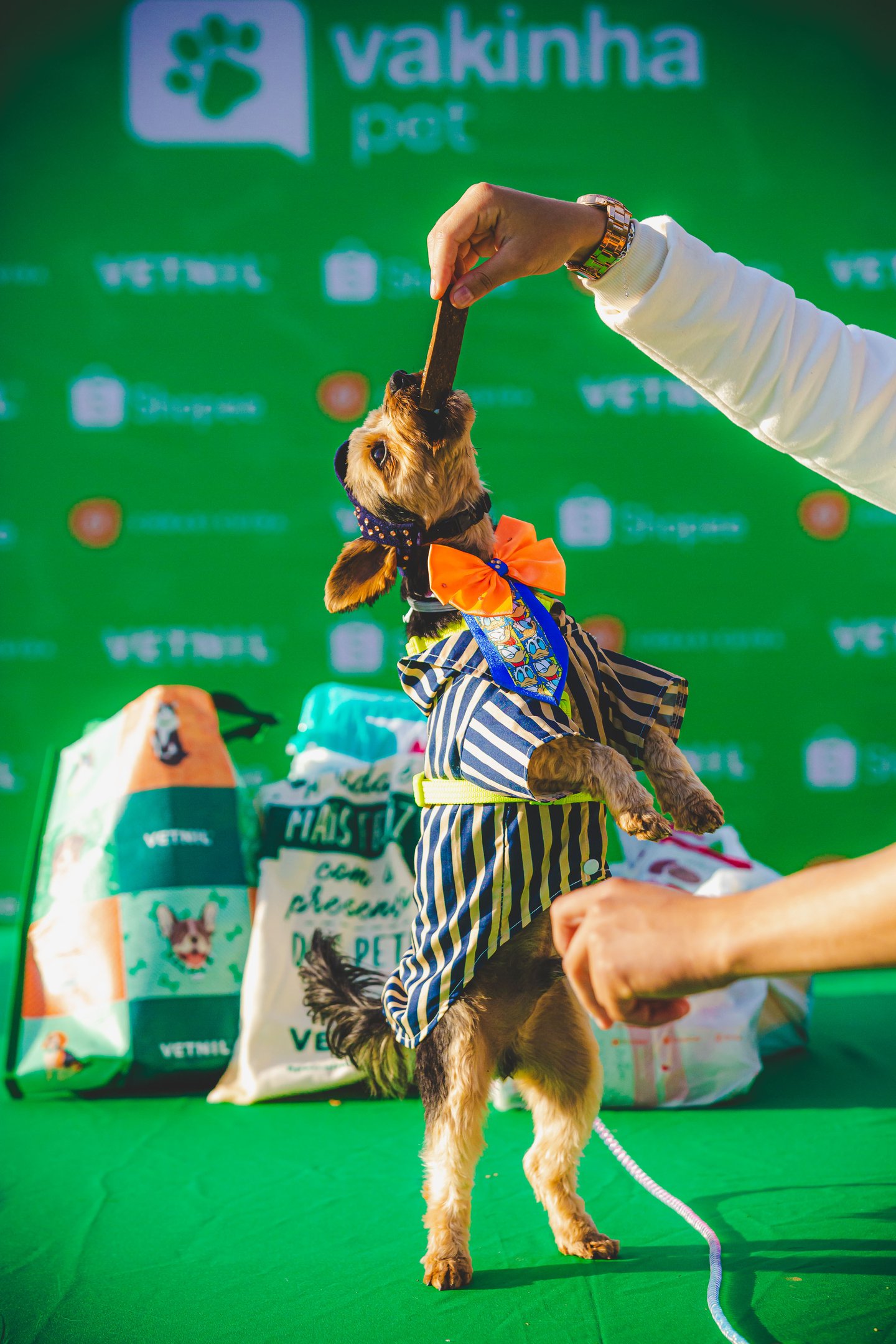 Vakinha Pet com Instituto Paula Lopes