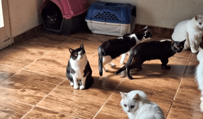 Imagem da vaquinha Ajude a salvar 104 vidas