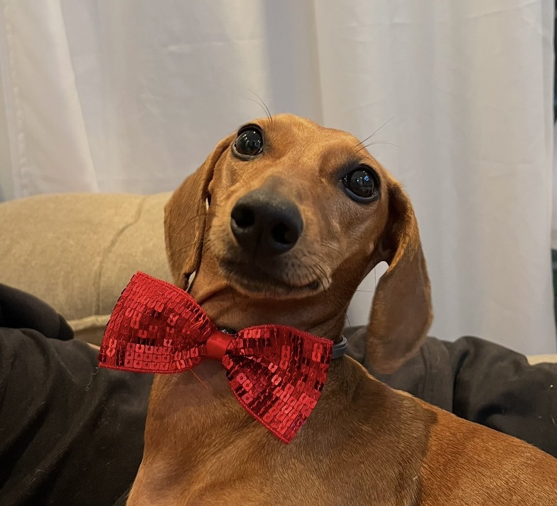 Imagem da vaquinha TRATAMENTO DA DIRCE! 🐾