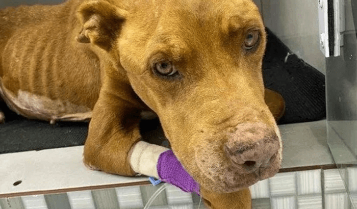 Imagem da vaquinha Salve o Instituto