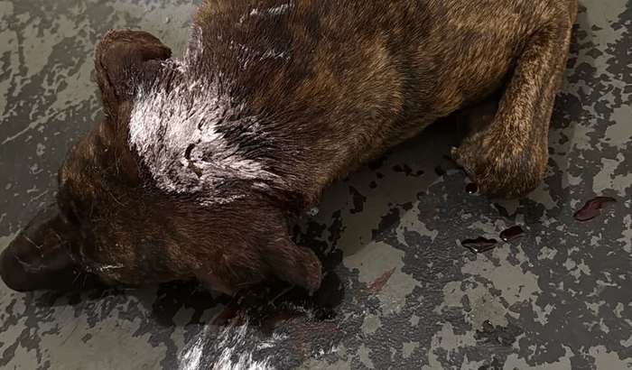 Imagem da vaquinha AJUDE A KIRA