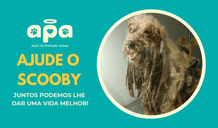 Imagem da vaquinha AJUDE O SCOOBY