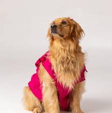 Imagem de Atena Goldezinha