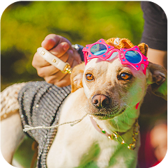 Imagem de um cachorro vestindo uma fantasia