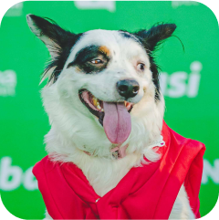 Imagem de um cachorro vestindo uma capa