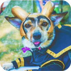 Imagem de um cachorro vestindo uma fantasia