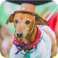 Imagem de um cachorro vestindo uma roupa tradicional gaúcha.