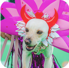 Imagem de um cachorro vestindo uma fantasia