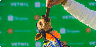 Vakinha Pet com Instituto Paula Lopes