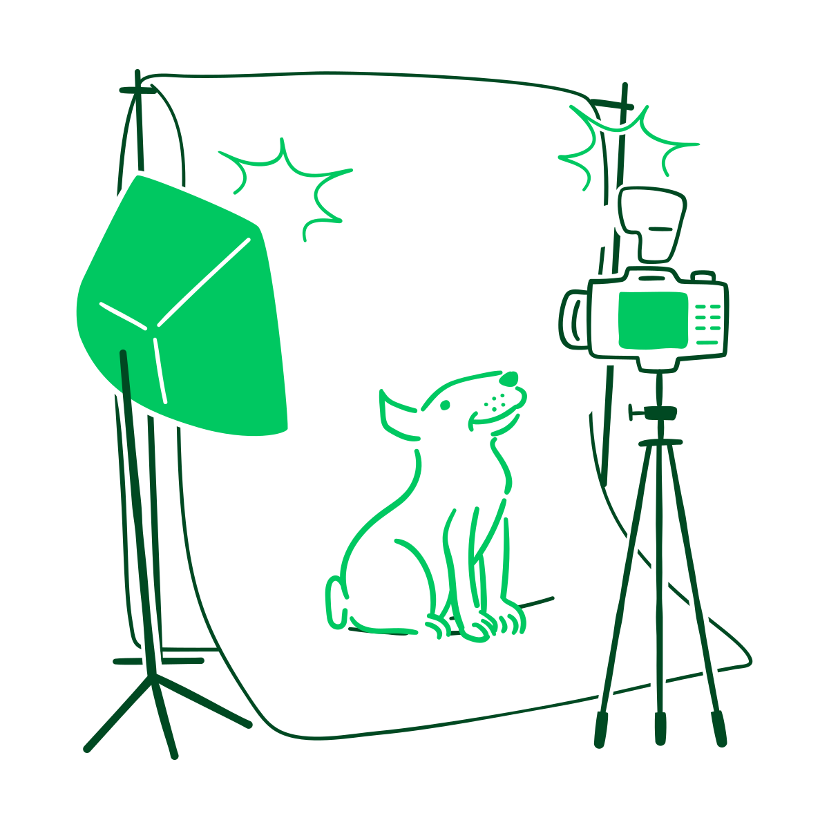 Imagem de um cachorro sendo fotografado