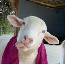 Imagem de Ovelha Chanel