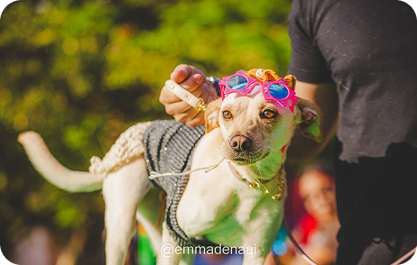 Foto da edição de dezembro de 2024 do evento Vakinha Pet