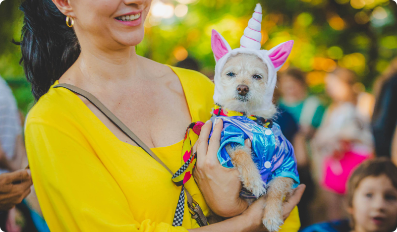 foto de um cachorro com fantasia de unicórnio