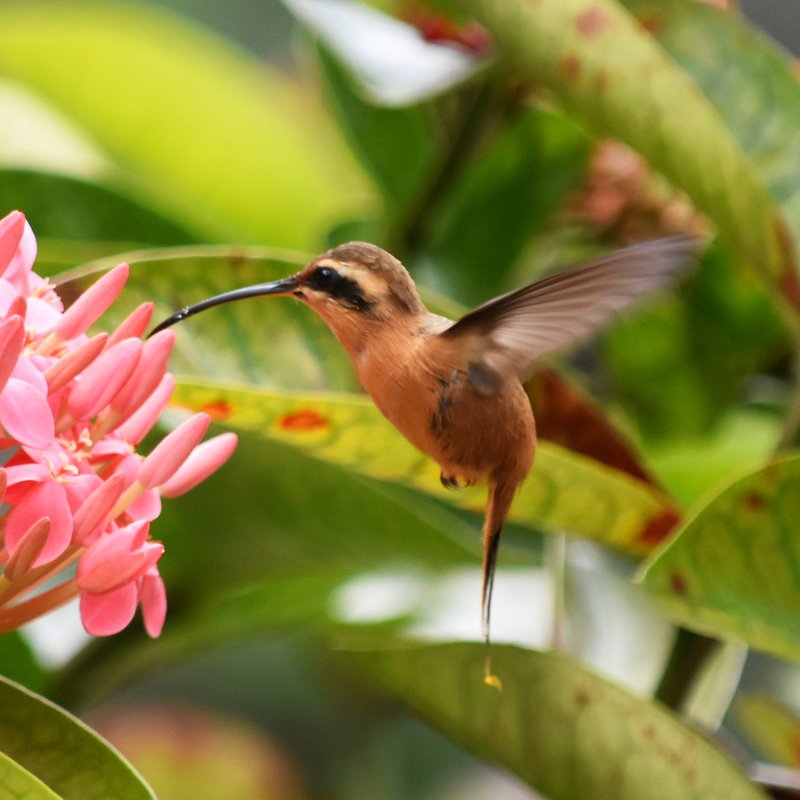 beija-flor pingo de ouro