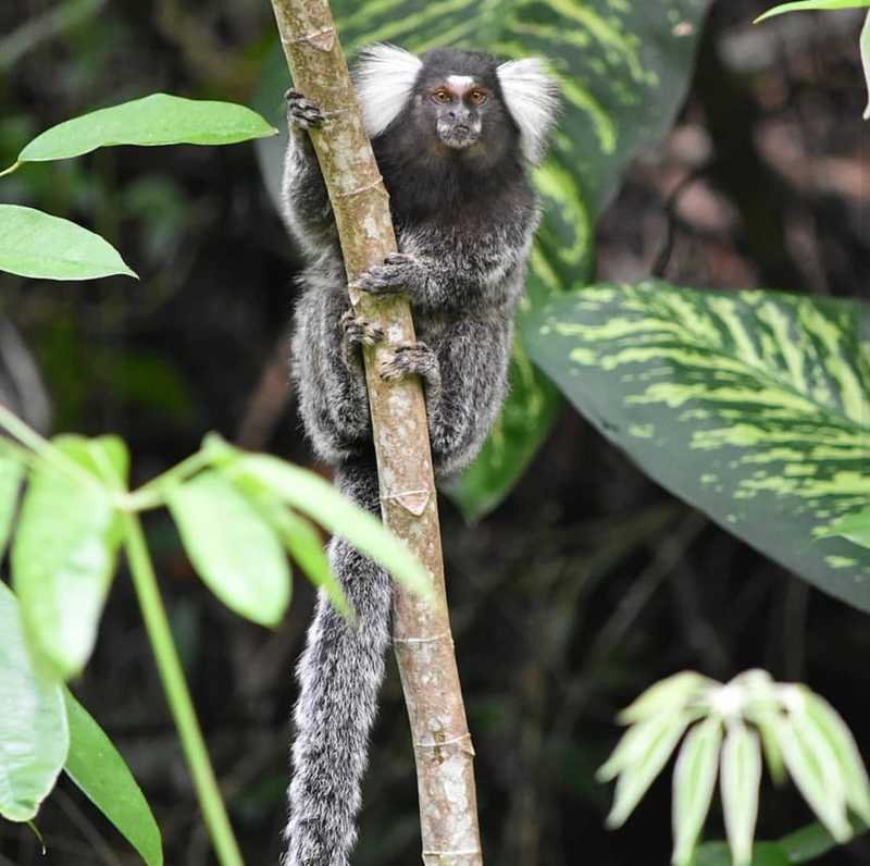 sagui