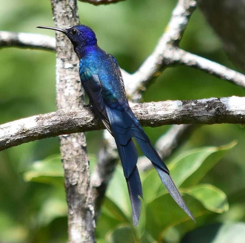 beija-flor azul - tesoura