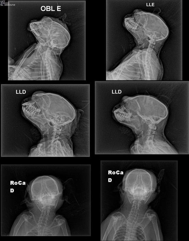 CAbeça da Lucy