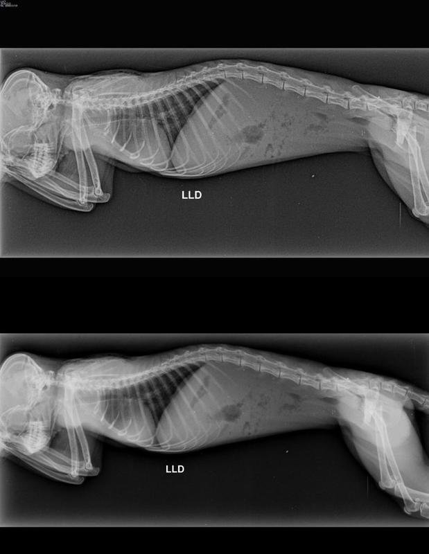 Lateral Direita da Lucy