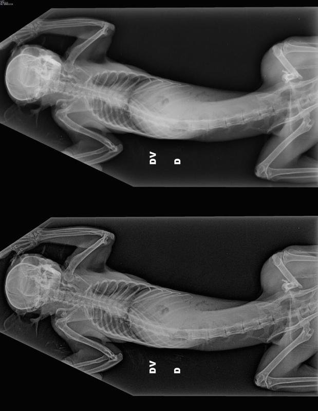 Cabeça e Corpo