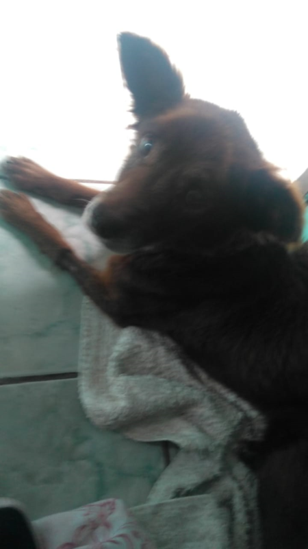 Dog