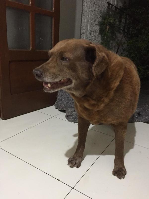 Este é o Bob. Também conhecido como Bob Chocolate. O Bob já é um senhorzinho e um fofinho também!