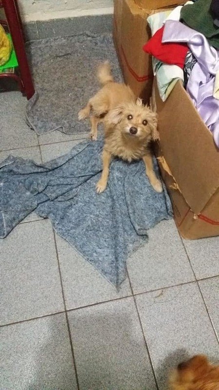 Ajudem A NINA!!