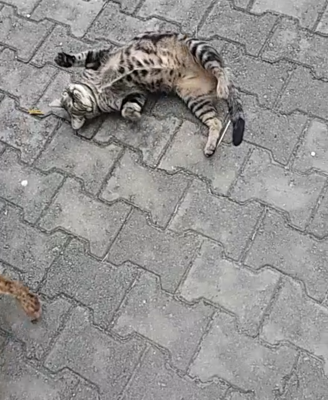 Isa Saudável 