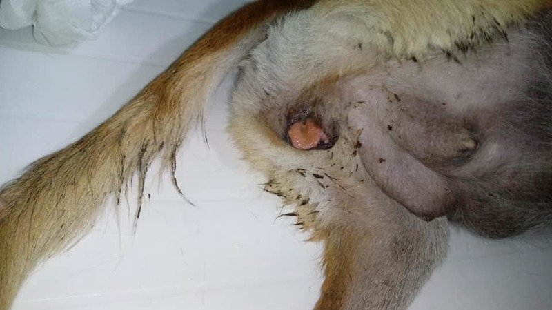 Imagem do Tumor que ela esta. Precisamos de ajuda para o tratamento dela.