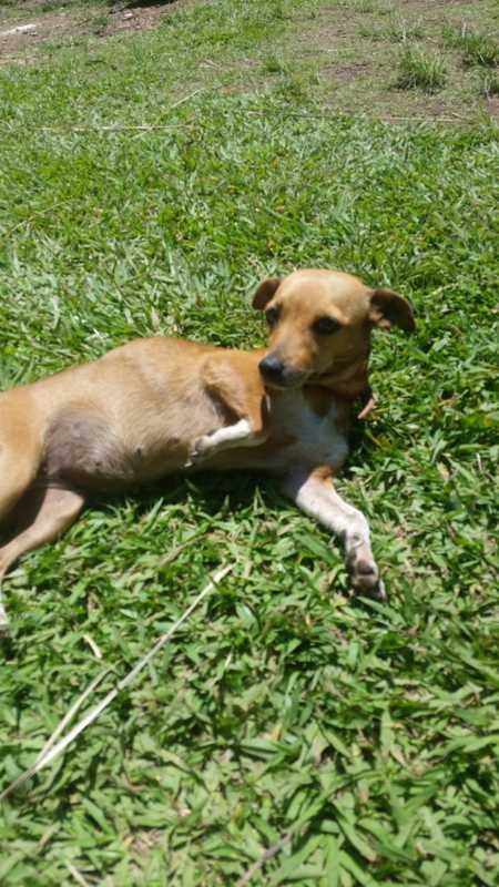 cachorro abandonado resgatado doe ração Doe ração arrecadação de raçao cães gatos natal sem fome comunicat.pet