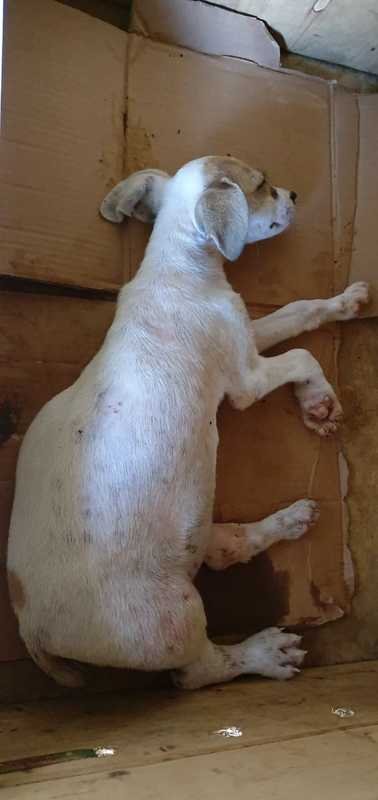 Plinio em foto realizada hoje 20/07/2019