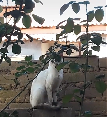 Primeiras aparições da Terinha no meu quintal.