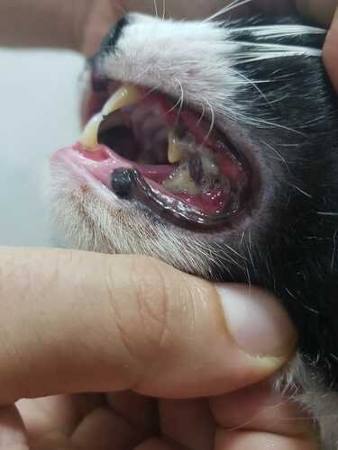 Dentinhos Inflamados