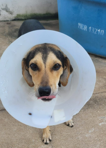 Ele esta com esse colar para não lamber os pontos.