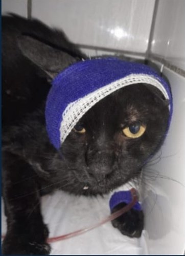 data atualizada de seu estado em recuperação (13/01/2025)