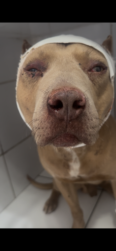 DEPOIS DOS MAUS TRATOS