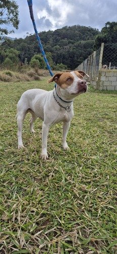 Foto de 09 de Julho - Easy Dog Hotel