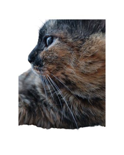 Foto de Puma de lado