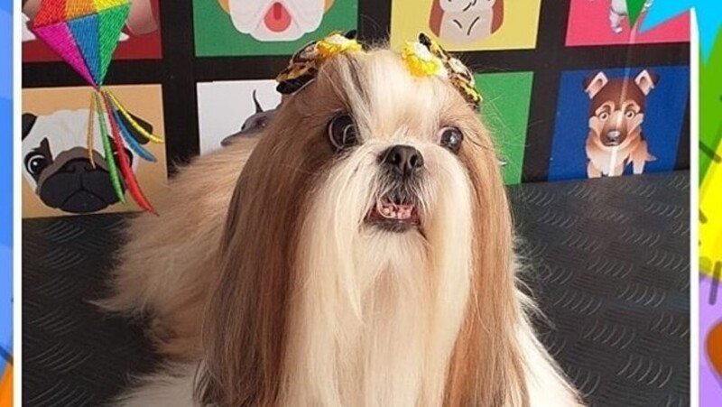 Imagem da galeria da campanha