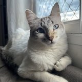 Ana Sophia