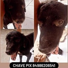 imagem de MARIA ELIZABETE FERREIRA