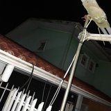 Vitória Ribeiro fongaro