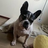 Isabelle 