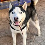 Scott Husky