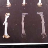 Bruno Rodrigues Silverio