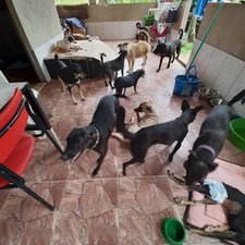 Cantinho Dos Animais