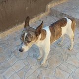 VAQUINHA TOTO