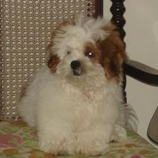 margarida mauricio da silva sousa