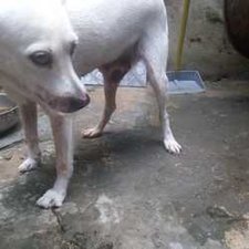 Katrina dog