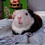 Dorinha