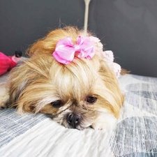 Jolie shitszu 
